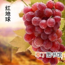 21种葡萄品种介绍 葡萄品种大全