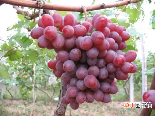 21种葡萄品种介绍 葡萄品种大全