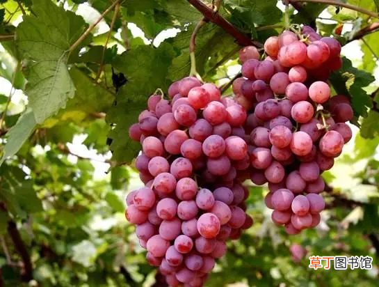 21种葡萄品种介绍 葡萄品种大全