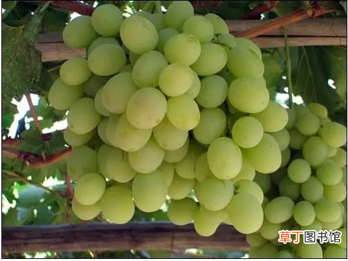 21种葡萄品种介绍 葡萄品种大全