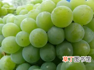 21种葡萄品种介绍 葡萄品种大全