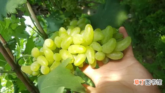 21种葡萄品种介绍 葡萄品种大全