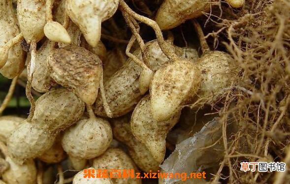 红柑精油的功效与作用 红柑精油的用途有哪些