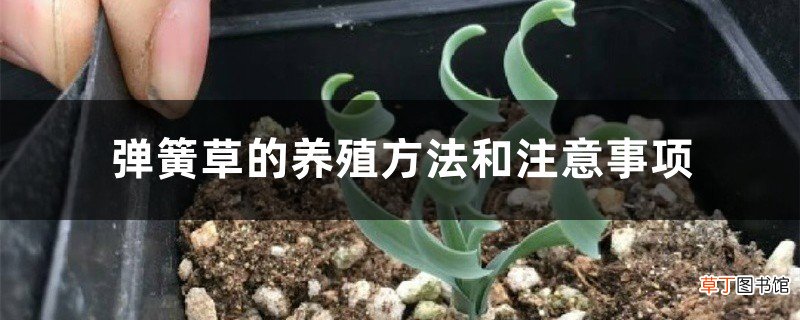 弹簧草的养殖方法和注意事项