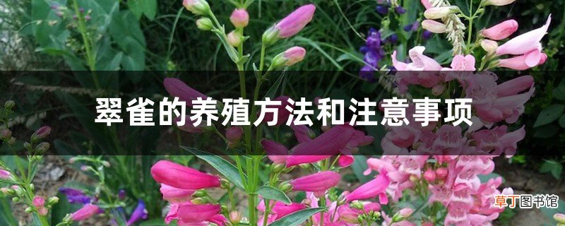 翠雀的养殖方法和注意事项