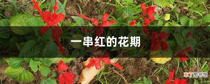 一串红的花期