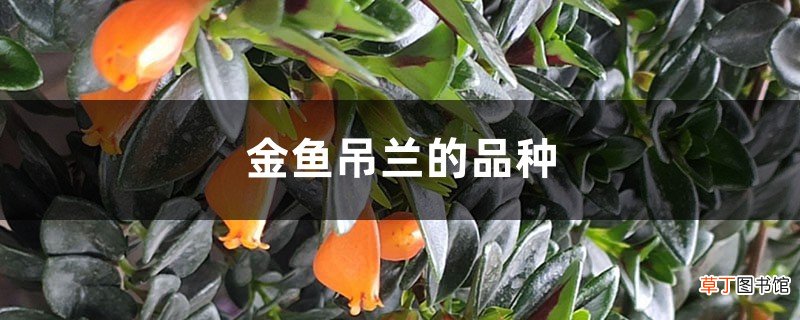 金鱼吊兰的品种