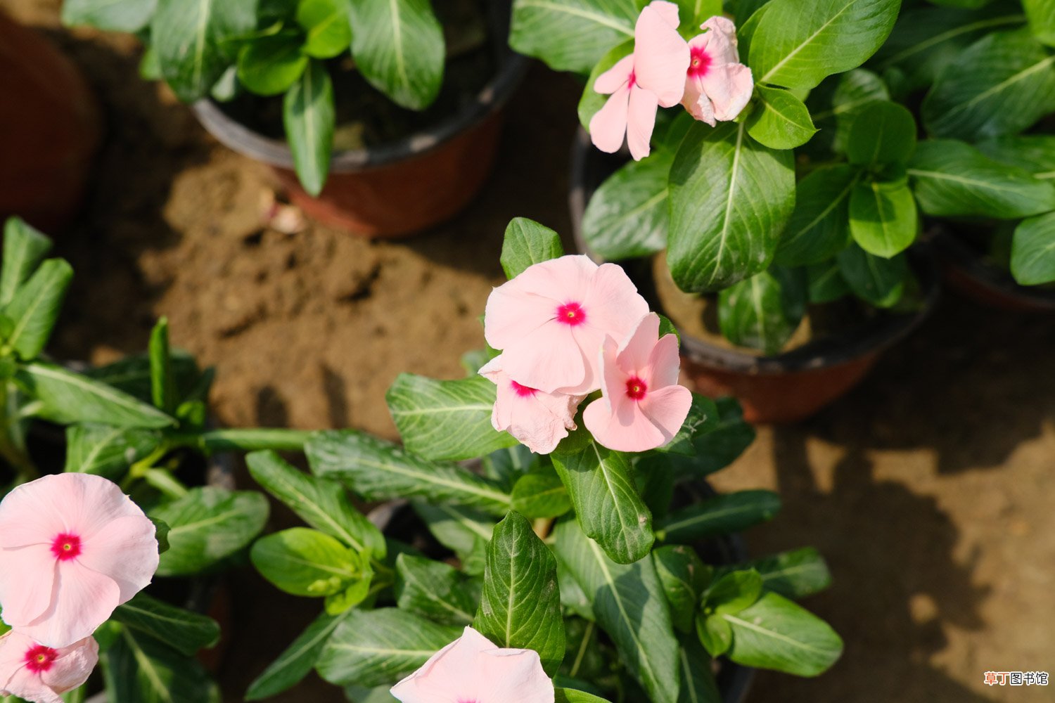 长春花品种大全