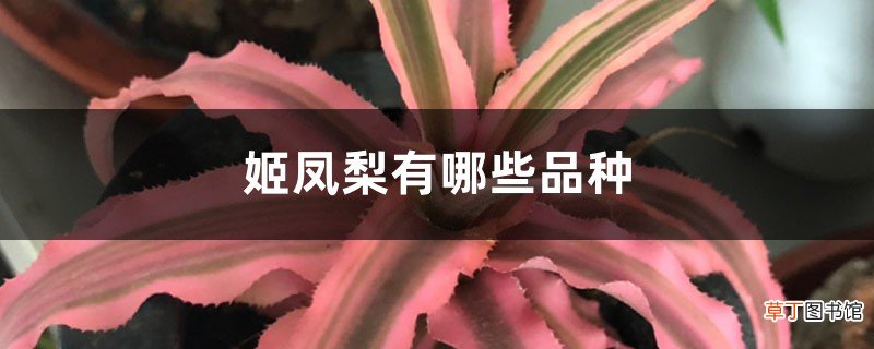 姬凤梨有哪些品种