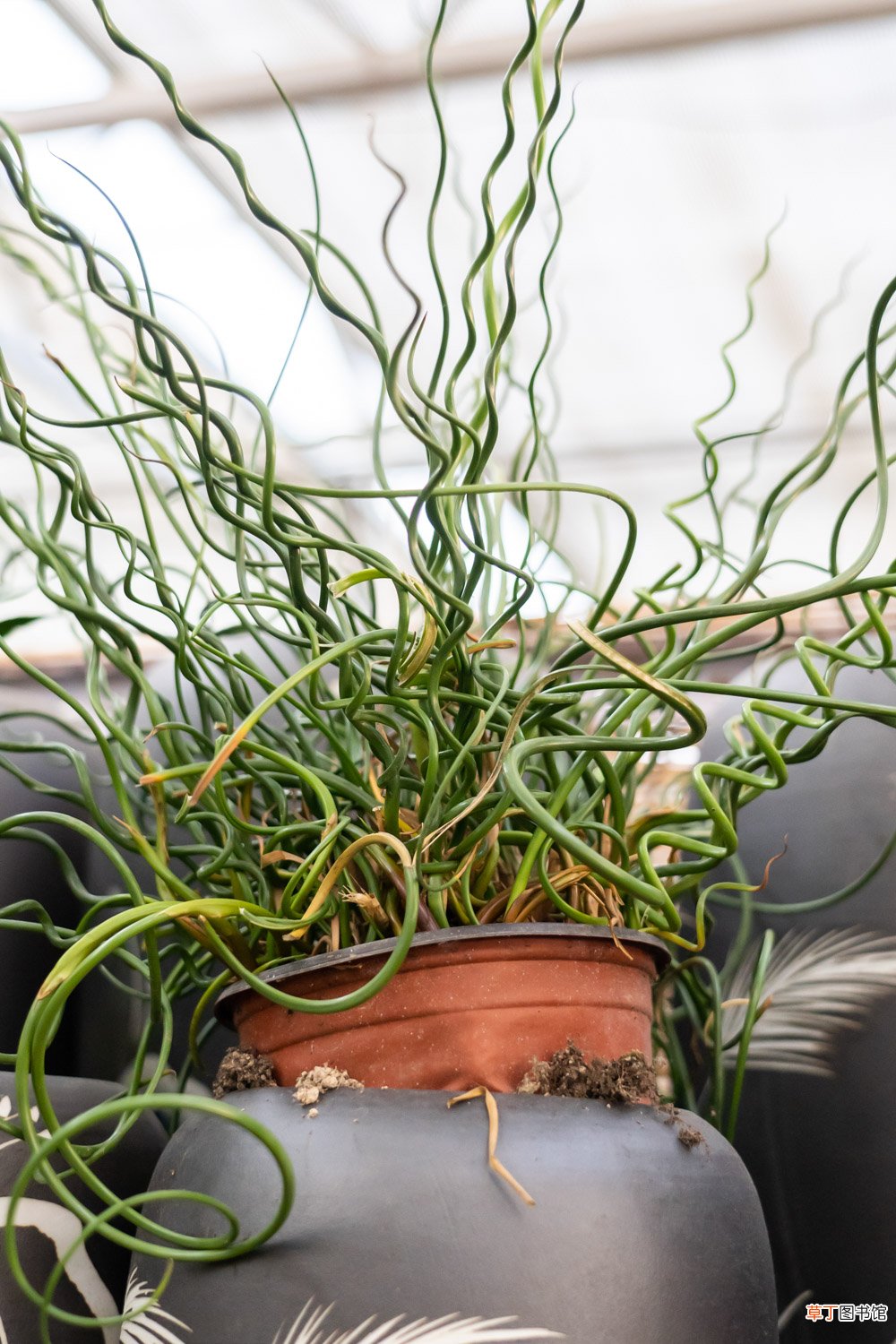 弹簧草有哪些品种