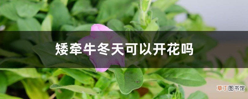 矮牵牛冬天可以开花吗
