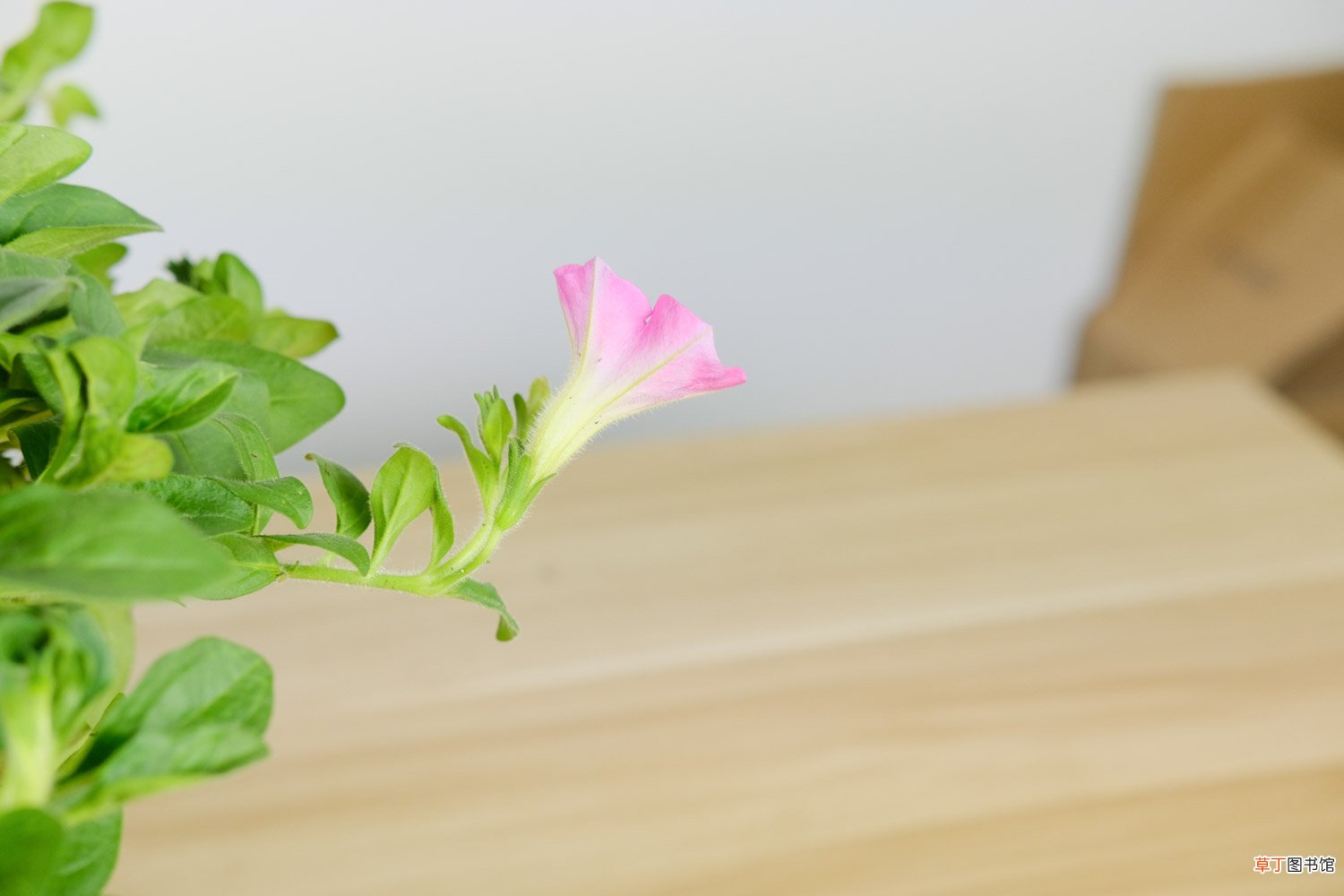 矮牵牛什么时候开花