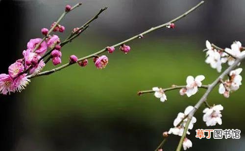 寡年为什么不能结婚 寡年为什么不能结婚