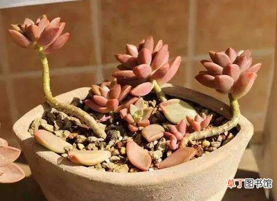 灿烂法师多肉的养殖及繁殖方法