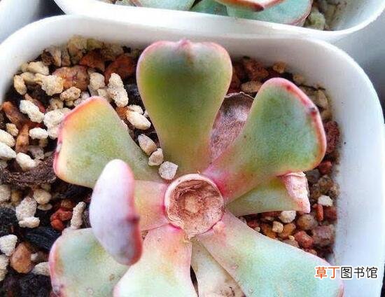 灿烂法师多肉的养殖及繁殖方法