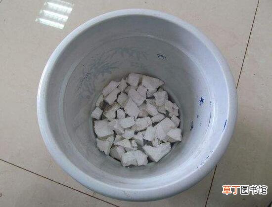 灿烂法师多肉的养殖及繁殖方法