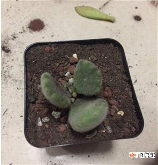 灿烂法师多肉的养殖及繁殖方法