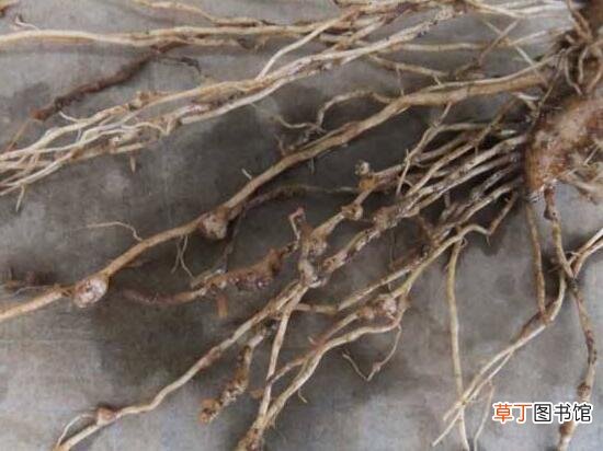 灿烂法师多肉的养殖及繁殖方法