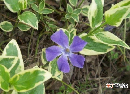 彩叶扶芳藤有什么功效