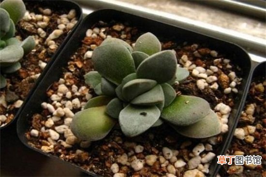 多肉吕千惠几年开花-吕千惠开花的养护方法