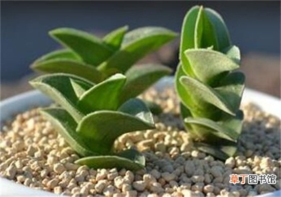 重扇的家庭养殖方法以及注意事项