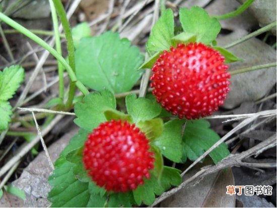 蛇莓果是什么？蛇莓果的功效与作用