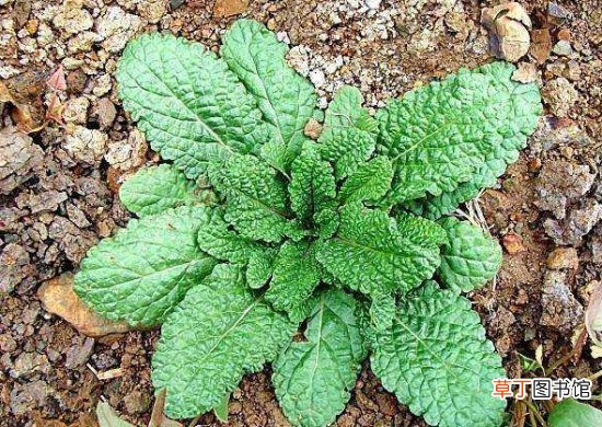 蟾蜍草是什么？蟾蜍草的功效与作用