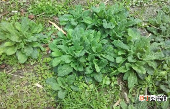 蟾蜍草是什么？蟾蜍草的功效与作用