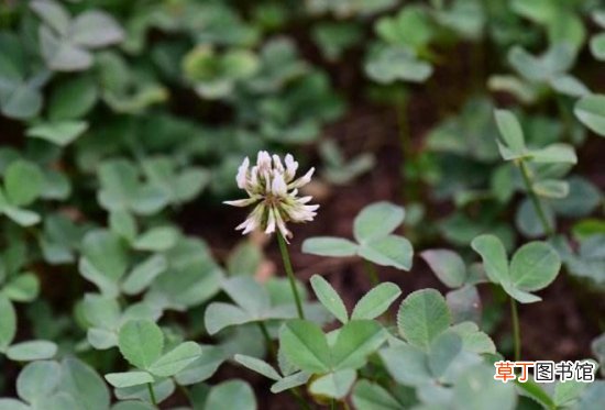白车轴草是什么?白车轴草的功效与作用