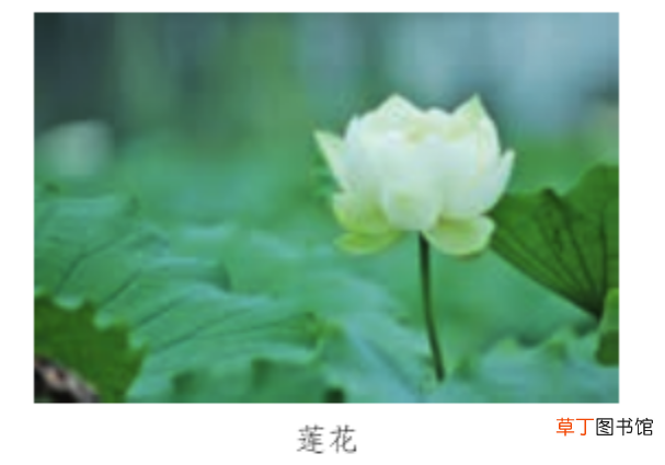 “轻声字”怎么标调和读音? 轻声的拼音