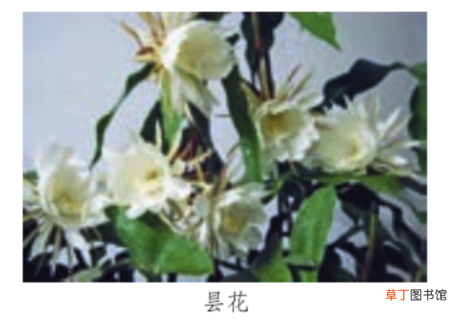 “轻声字”怎么标调和读音? 轻声的拼音