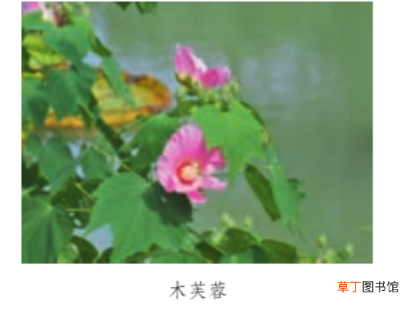 “轻声字”怎么标调和读音? 轻声的拼音