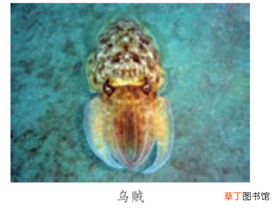 “轻声字”怎么标调和读音? 轻声的拼音