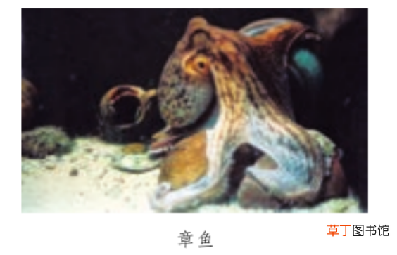 “轻声字”怎么标调和读音? 轻声的拼音