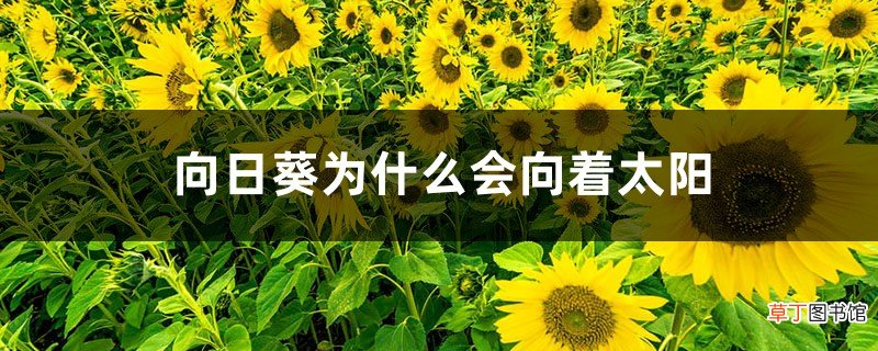 向日葵为什么会向着太阳