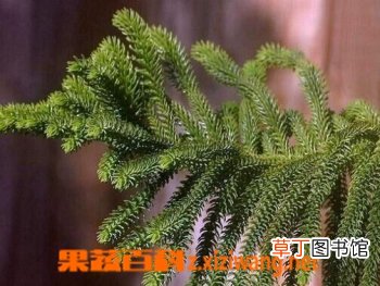 南洋杉的功效与培育