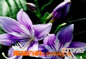 纳里花的功效与培育