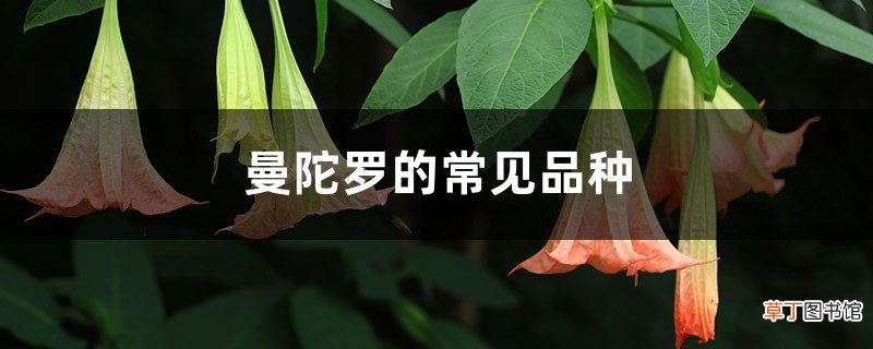 曼陀罗的常见品种