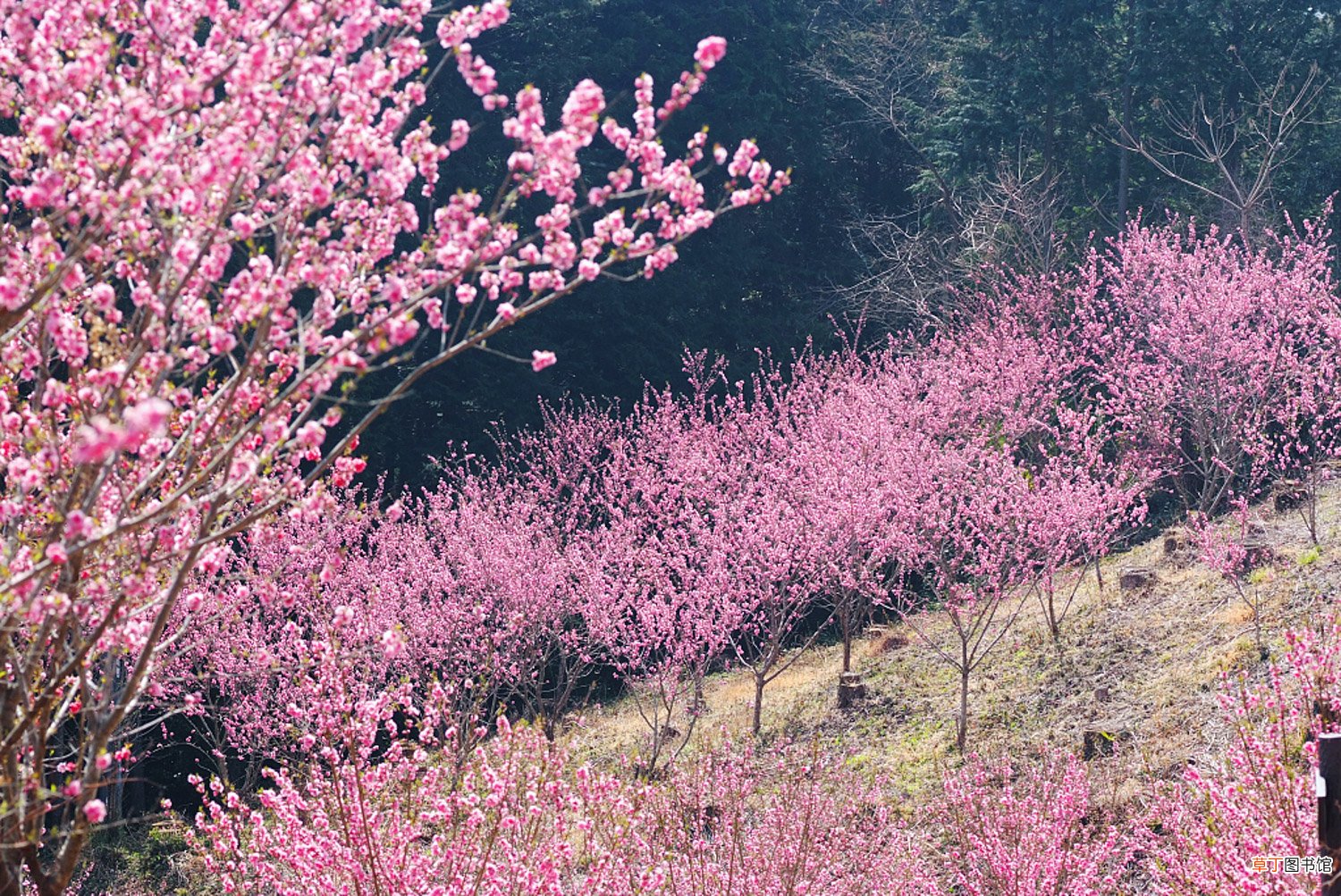 桃花品种大全