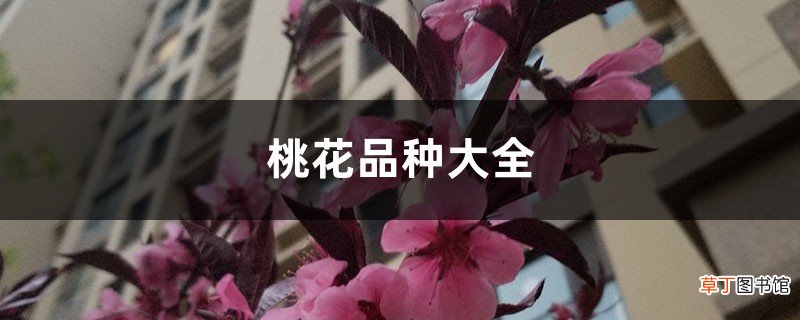 桃花品种大全