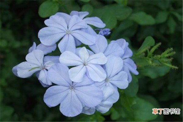 蓝花丹和白花丹的区别