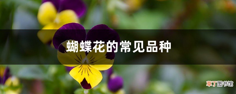 蝴蝶花的常见品种