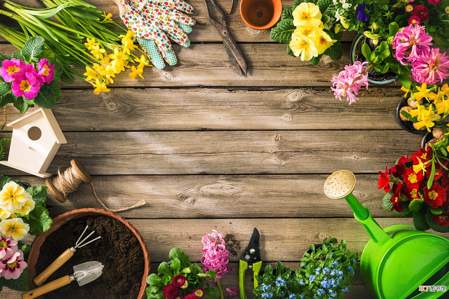 薰衣草和鼠尾草的区别