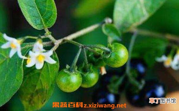 杜松浆果精油的功效与作用 杜松浆果精油的用途有哪些