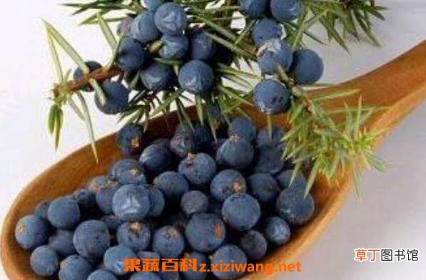 杜松浆果精油的功效与作用 杜松浆果精油的用途有哪些