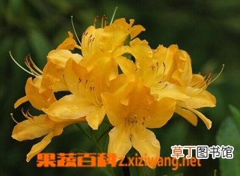 闹羊花的功效大全