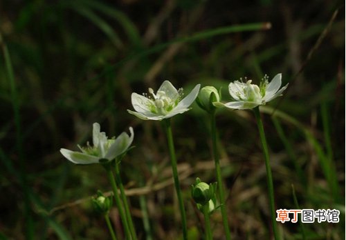 梅花草是什么？梅花草的功效与作用