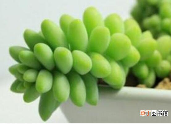 新玉缀叶子出现褶皱的原因和解决方法