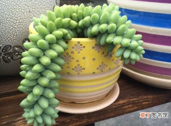 新玉缀叶子出现褶皱的原因和解决方法
