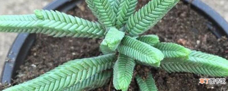 方鳞绿塔烂根怎么办